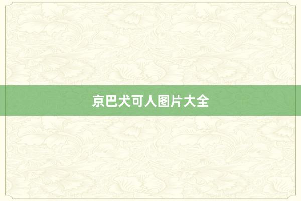 京巴犬可人图片大全